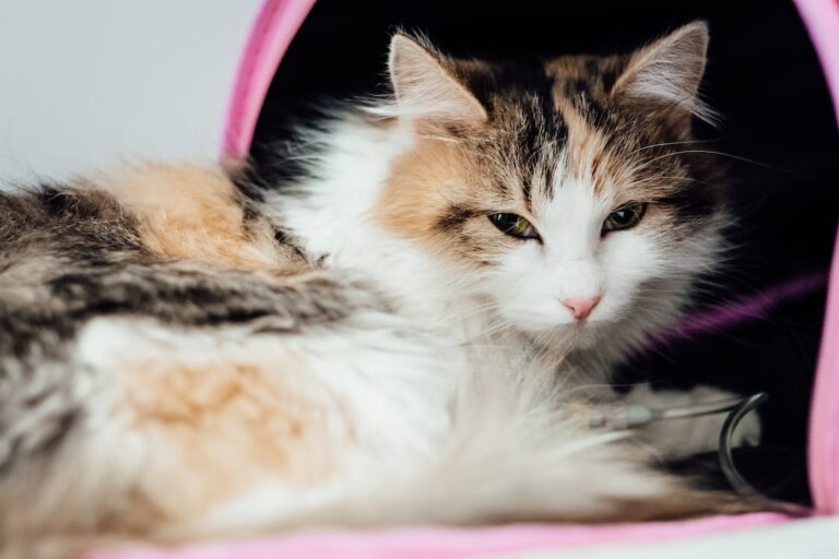 Faça seu gato gostar de ir ao veterinário – Tudo Sobre Gatos