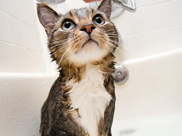 banho-gato