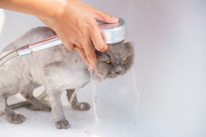 gato-tomando-banho