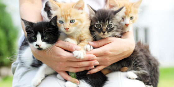 person-holding-little-cats-in-arms-2
