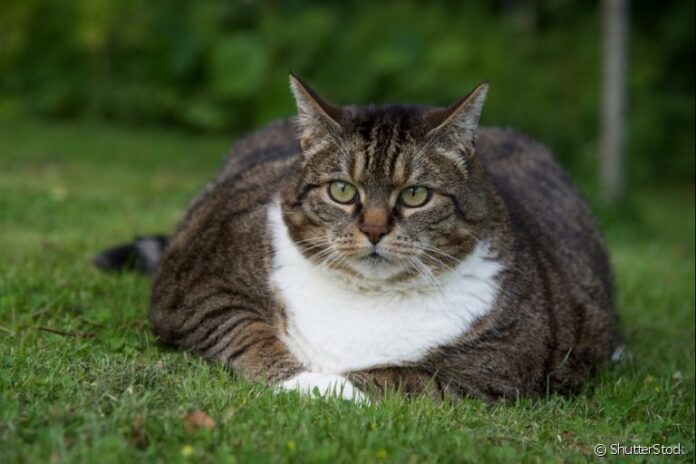 obesidade-em-gatos-3