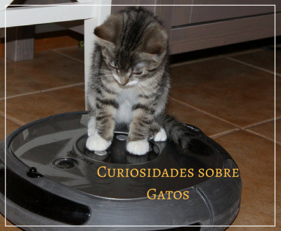 curiosidades-sobre-gatos-400x328-1