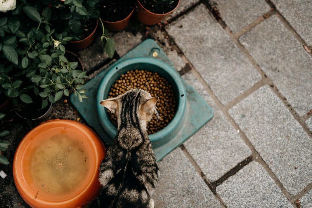 gatos-alergia-alimentar