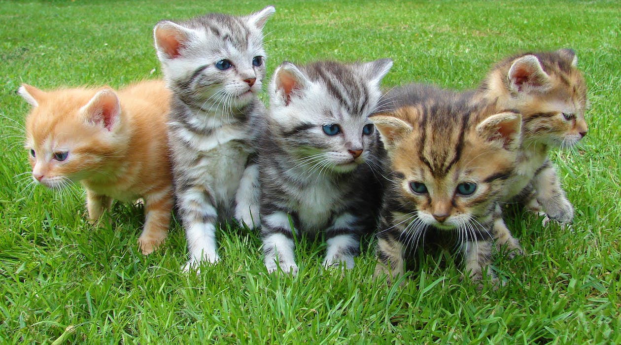 216 nomes incríveis para gatos - Dicionário de Nomes Próprios