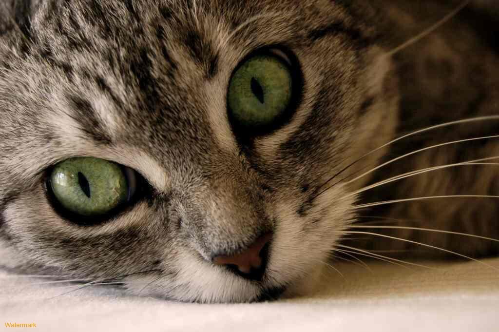 olhos-gato-2