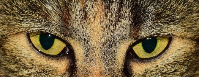 olhos-de-felinos-curiosidades