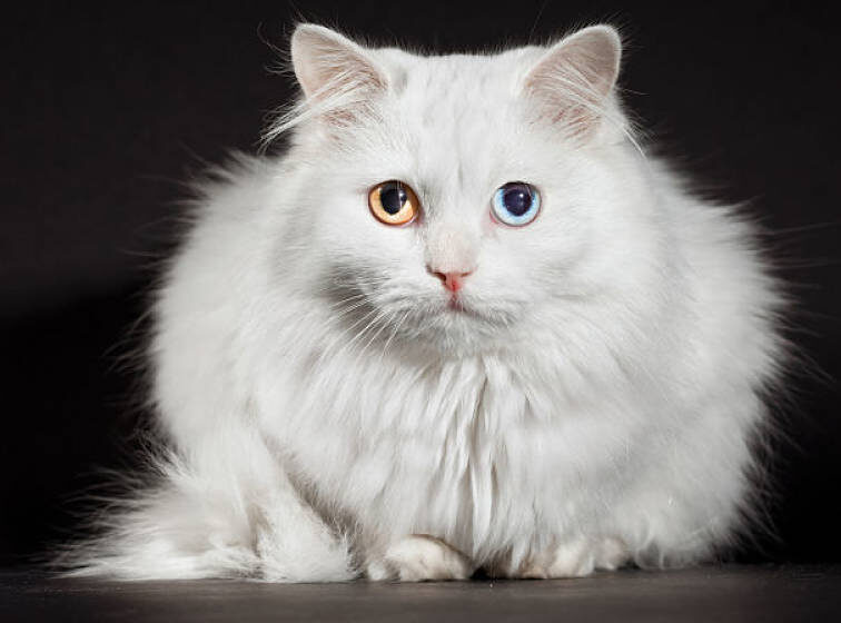 varicoloured-eyes-white-cat