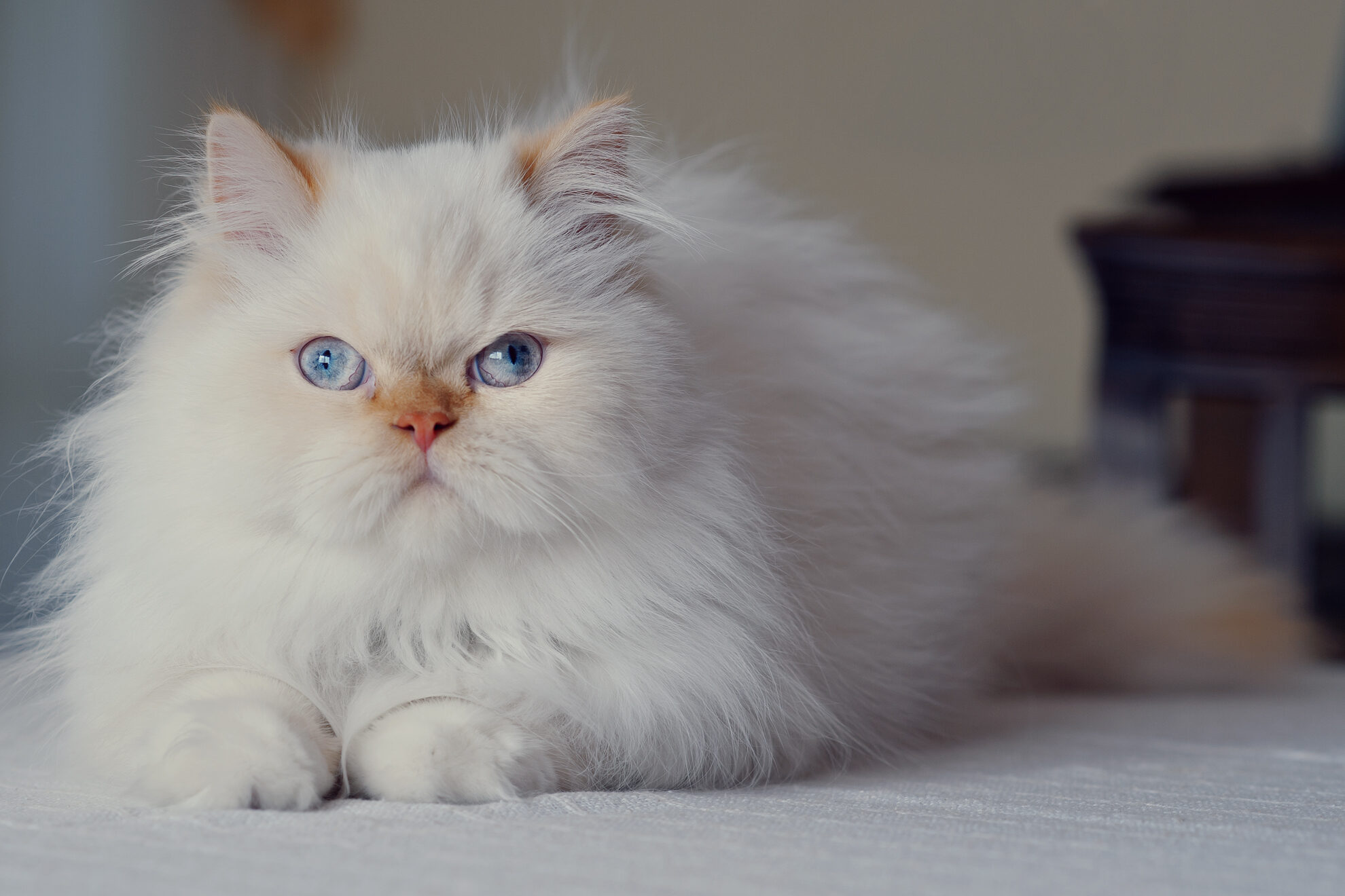 gato-persa-branco-1