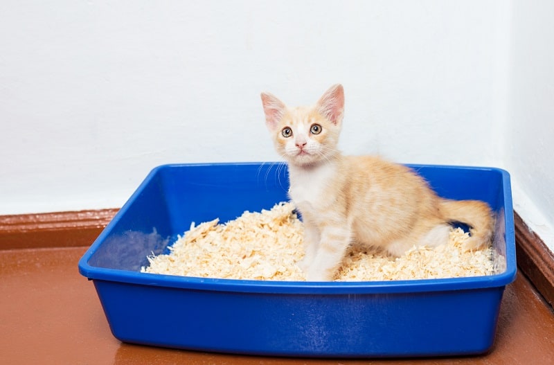 Caixa de areia para gatos: como escolher o modelo ideal? - Portal
