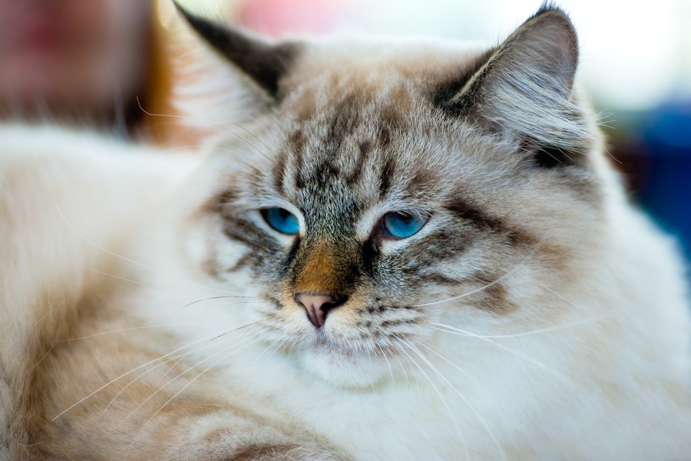 Retrato aproximado de um gato Ragamuffin de olhos azuis