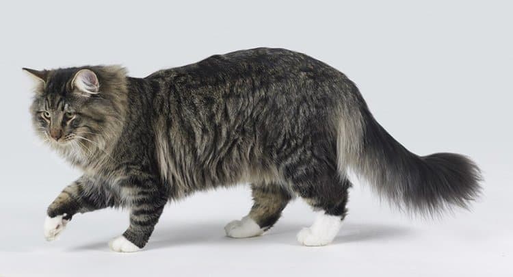 jovem gato norueguês da floresta com dorso cinza claro
