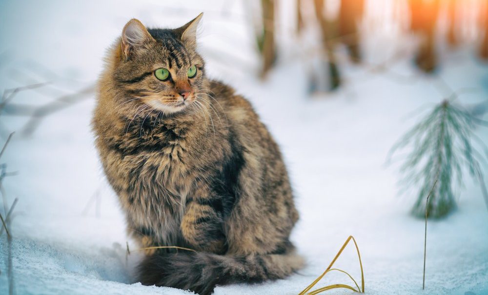Gato siberiano em uma floresta