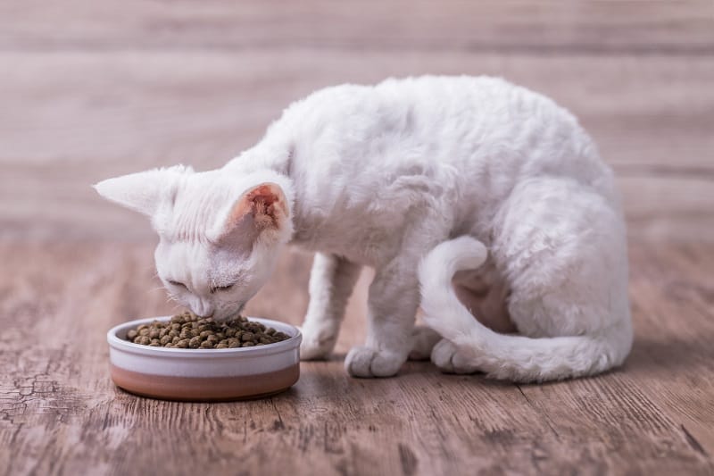 Quais são os sintomas mais comuns de vermes em gatos?