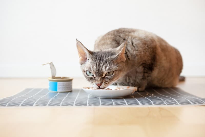 Adicione comida de gato enlatada à comida seca