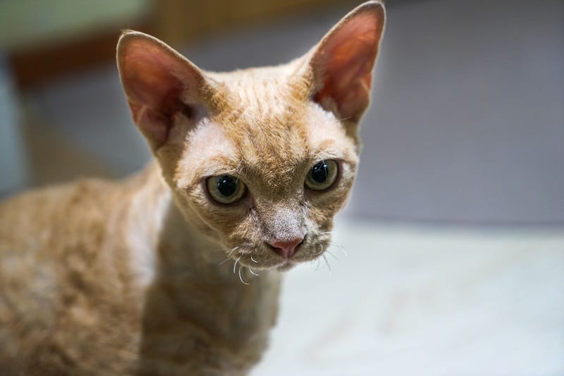 Quais são as razões pelas quais os gatos perdem os bigodes?