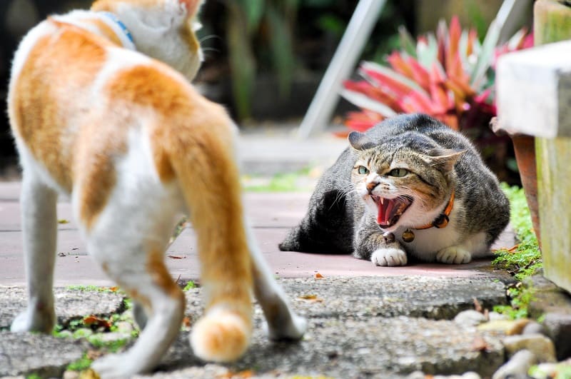 Seu gato não gosta de interagir com outros animais