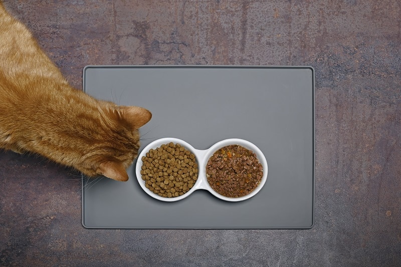 Comida húmida ou seca para gatos - como escolher?