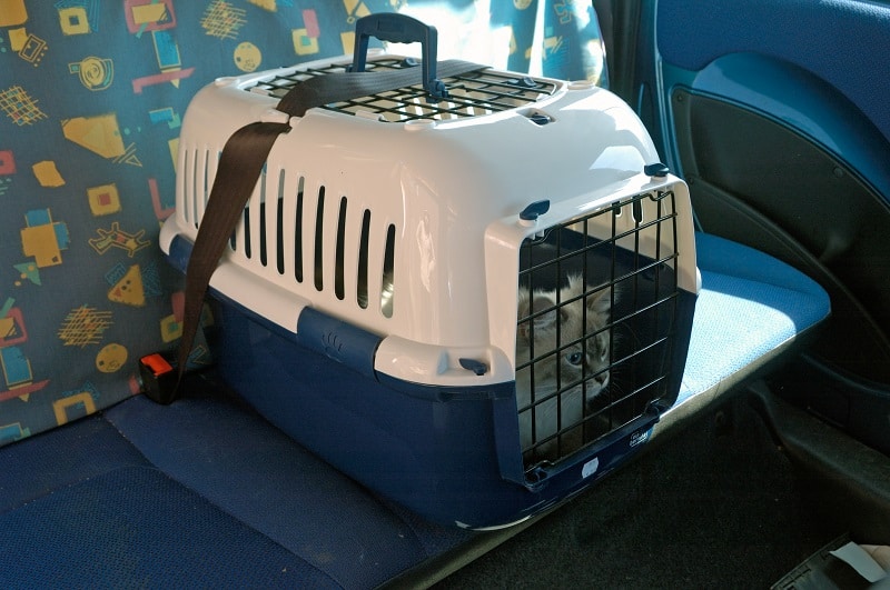 Obtenha o transportador de gato certo