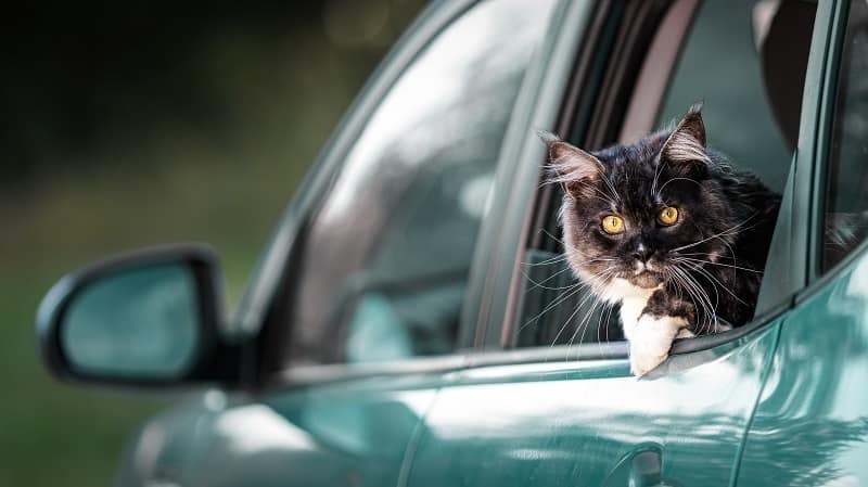 Considere o uso de tranquilizantes para gatos para acalmar seu gato