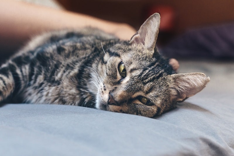 Sintomas de deficiência de ferro em gatos