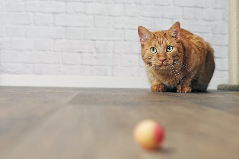 Os gatos entendem o conceito de permanência do objeto. 