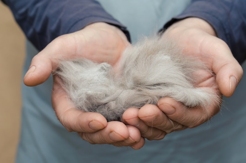 quanto cabelo os gatos tem