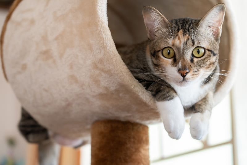 O que fazer para evitar que meu gato pegue vermes novamente