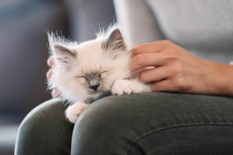 Por que meu gato não ronrona