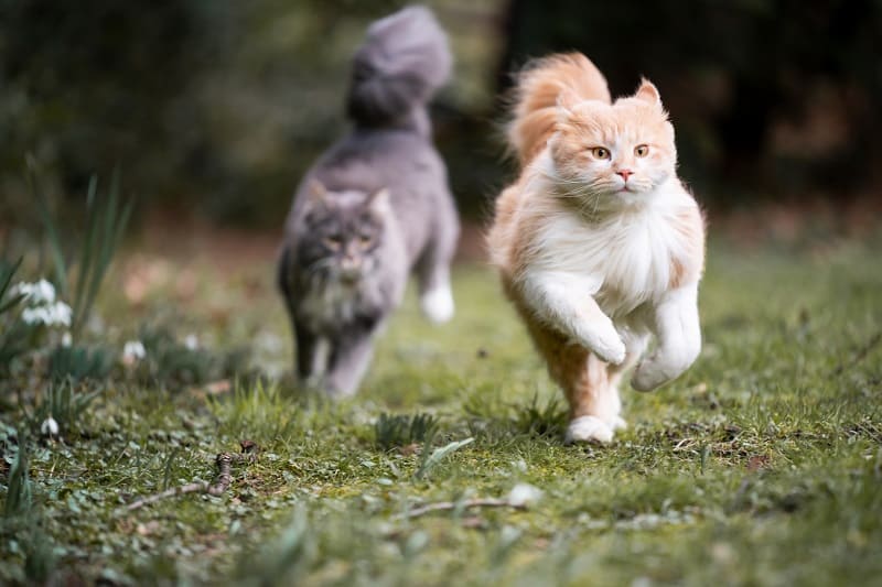 Por que dois gatos estão perseguindo o rabo um do outro?