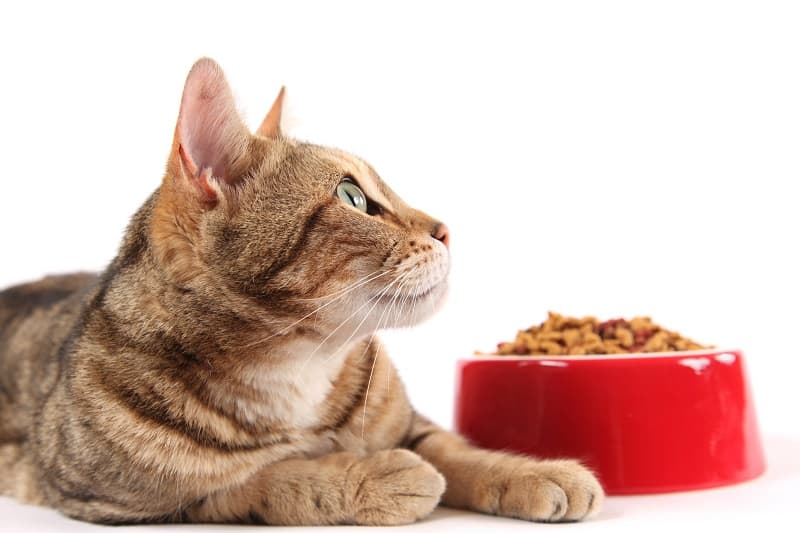 Seu gato pode ser um comedor exigente.