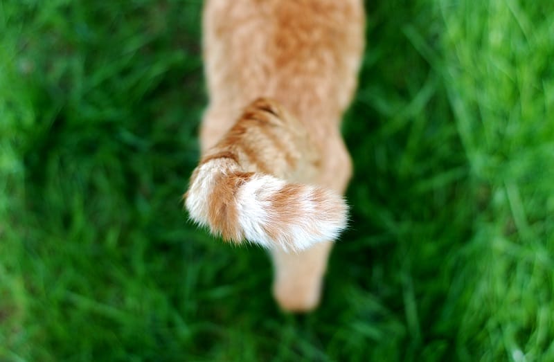 Fatos mais surpreendentes sobre o rabo de um gato 