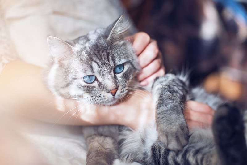 Seu gato está repentinamente pegajoso porque você está reforçando o comportamento?