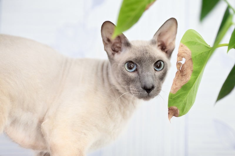 gato sem pelos