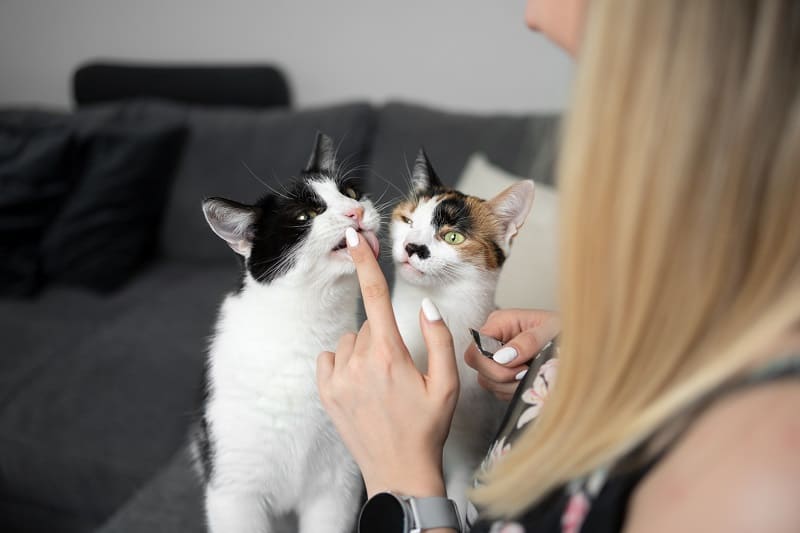 Como fazer seu gato parar de lamber seu cabelo