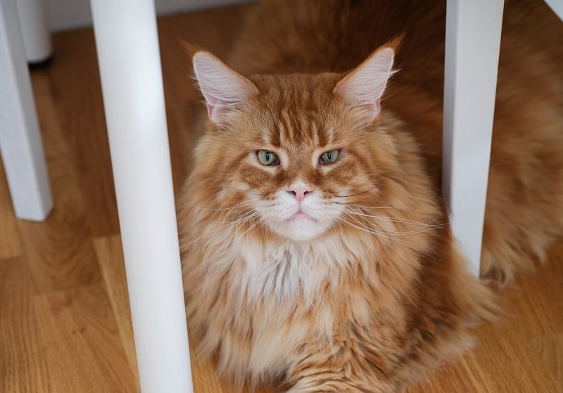 Olhos vermelhos de Maine Coon