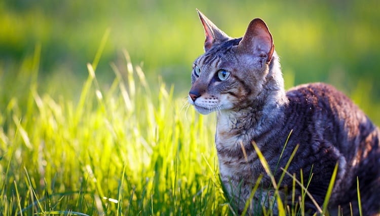 Cornish Rex