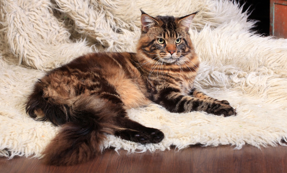 gato Maine Coon