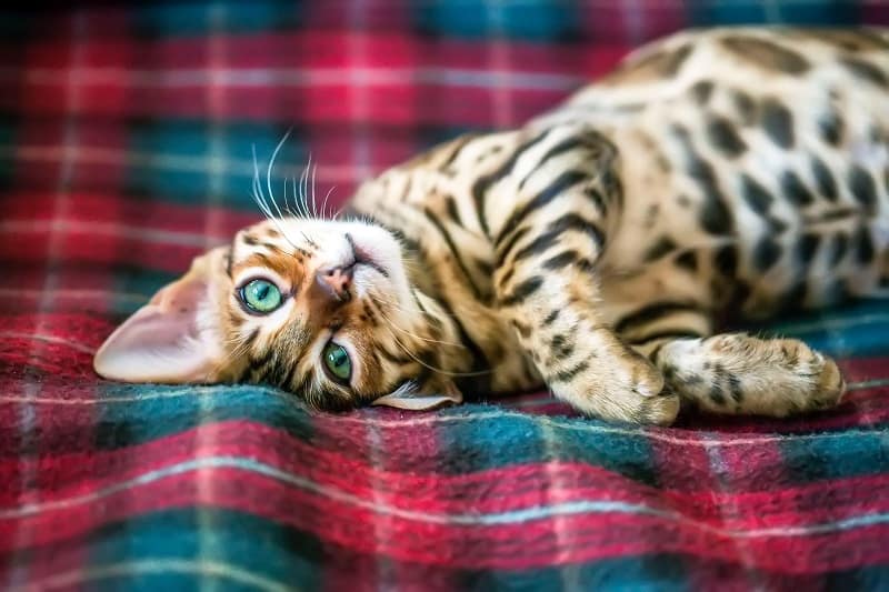 Raça de gato Bengal: traços físicos e personalidade