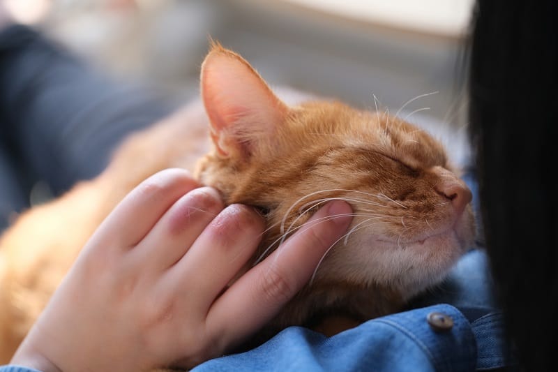 Traços e personalidade de gatos malhados laranja