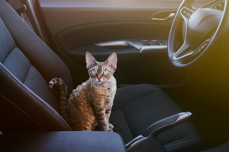 Por que os gatos não gostam de carros