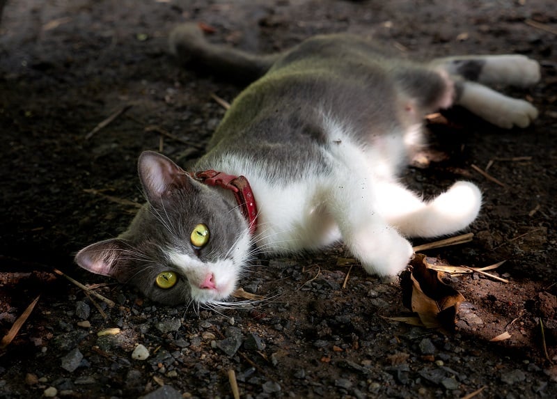 mamilos de gato macho