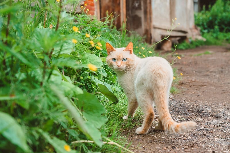 O que fazer se o seu gato continuar fugindo de você?