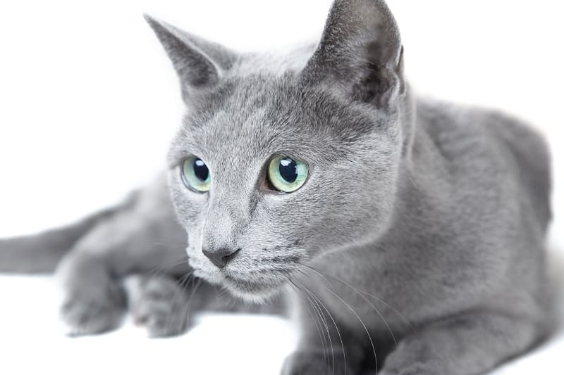 Por que o Azul Russo é uma das raças de gatos mais populares do mundo?