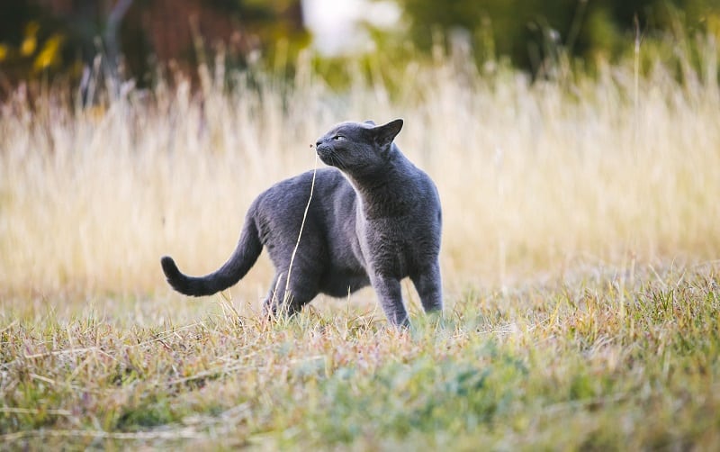 Como reduzir as alergias ao ter um gato