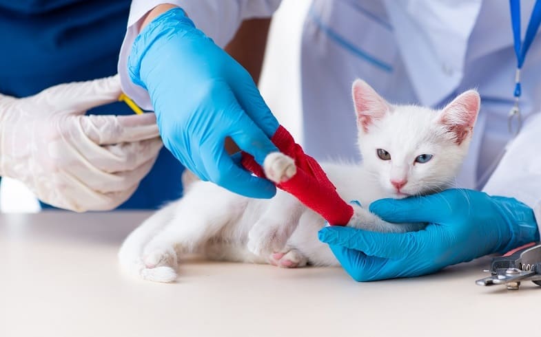 O que fazer se suspeitar que seu gato está com a pata quebrada