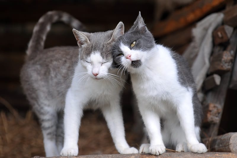 Como fazer os gatos gostarem um do outro