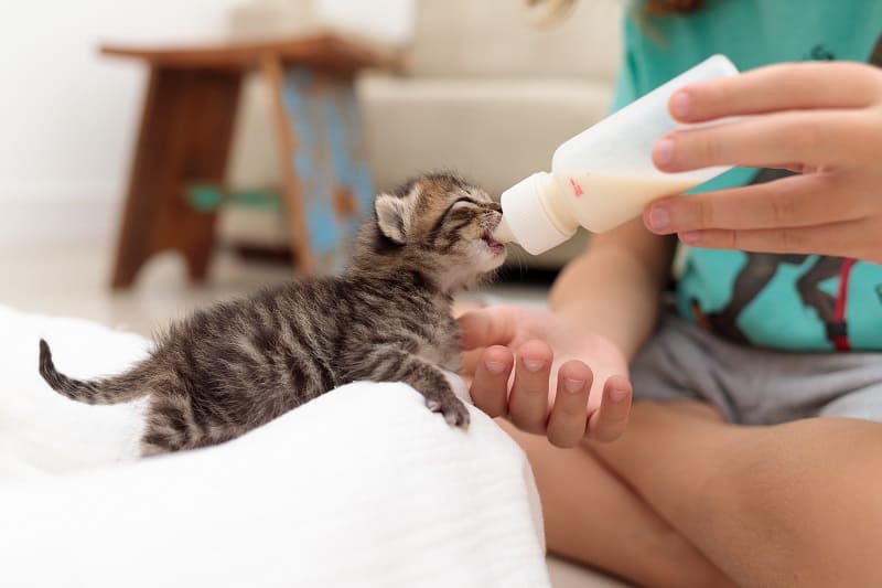 Alimente o gatinho em uma posição segura.