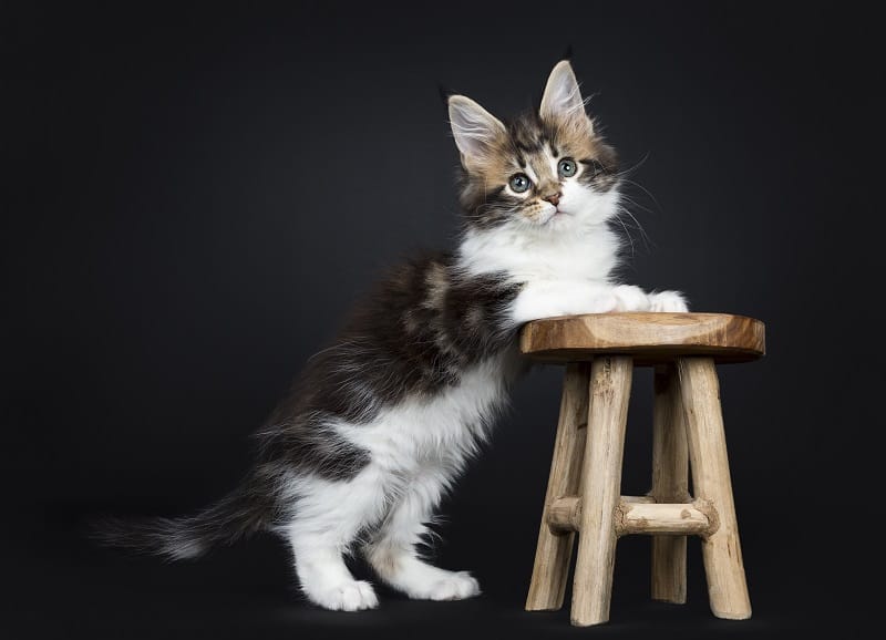 Observe o comportamento e outras características do seu gato. 