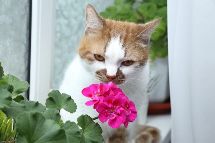 Cheiros que os gatos odeiam