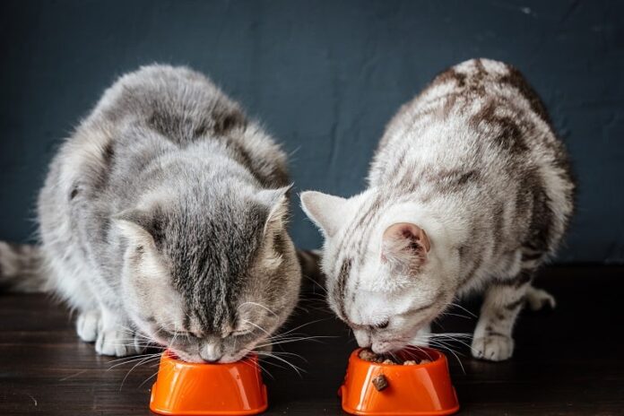 Como alimentar comida de gato molhada enquanto você está fora 